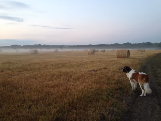 Mutt Run Off Leash Dog Park